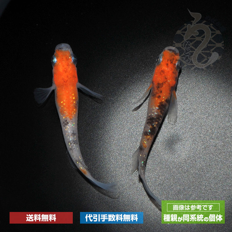 楽天市場】メダカ めだか 三色ラメ Aクラス 1ペア ペット 観賞魚 生体 品種改良メダカ アクアリウム 成魚 ラメ 三色 : メダカ うなとろふぁ〜む楽天市場店