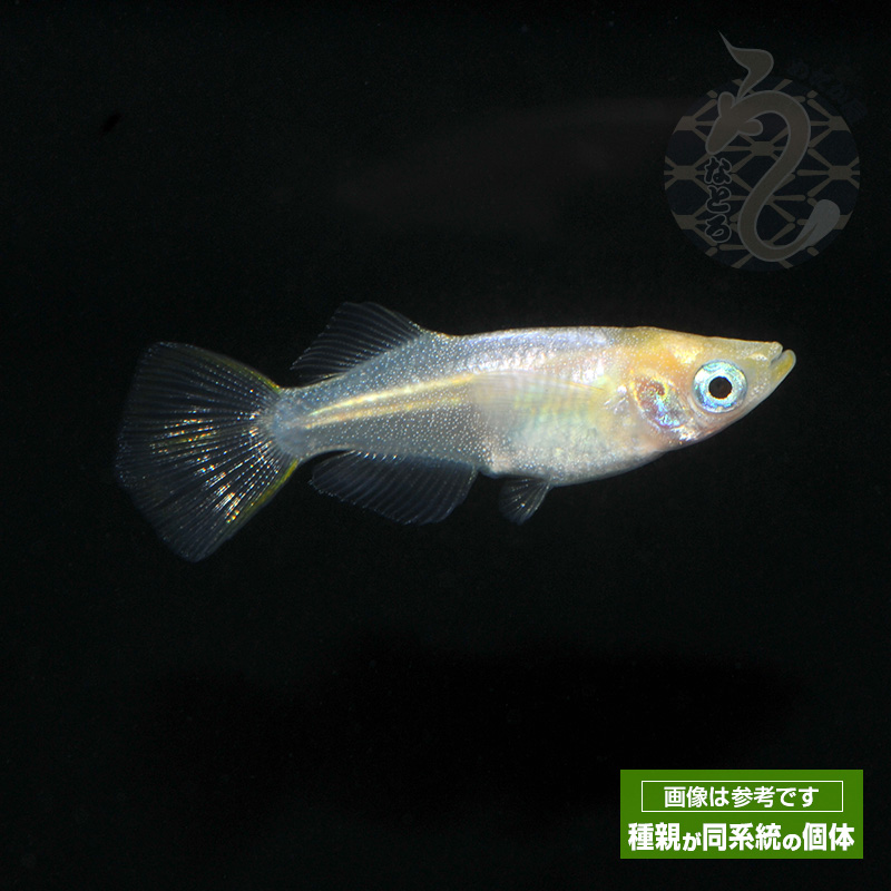 【キコル/アルベド/海夢/メダカ他】プライズフィギュア10体セットまとめ売り 喜多川海夢 フィギュア プライズ - メルカリ