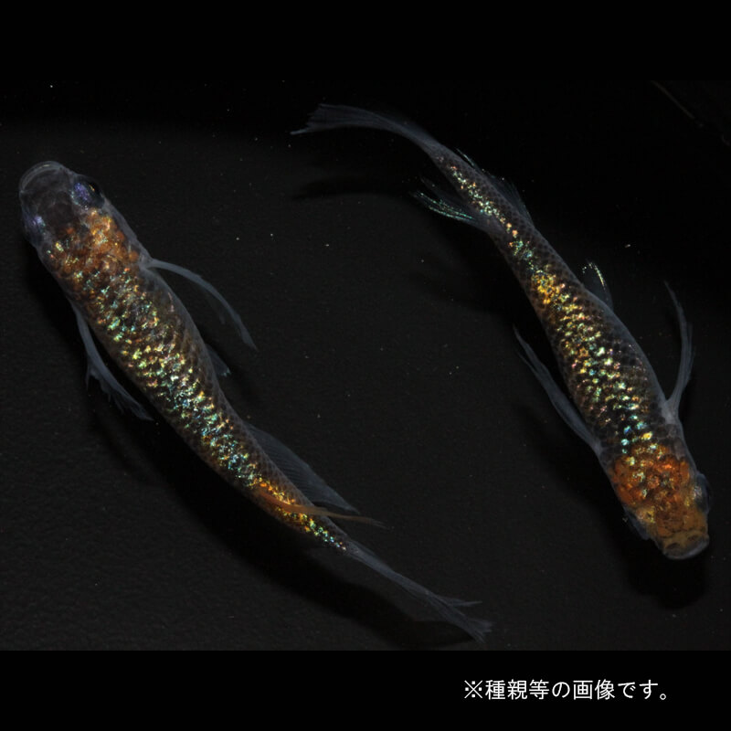 楽天市場】メダカ めだか ユリシス （Aクラス） 1ペア ペット 観賞魚 生体 品種改良メダカ アクアリウム 成魚 ラメ 高級メダカ 柿色 青 メダカユリシス  メダカ高級 黄色 黄 ブルー ラメメダカ オーロラ 綺麗 な オーロラメダカ メダカ飼育 改良メダカ めだか生体ペア ...