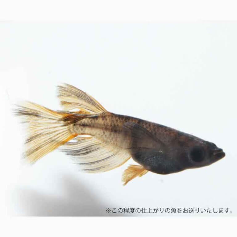 メダカ めだか 和墨三色 リアルロングフィン 改良 黒 ペット 和墨 生体 品種改良メダカ 高級 リアル ロングフィン 成魚 メダカ販売 ペア セット 改良メダカ 販売 淡水魚 メダカ成魚 高級メダカ クロメダカ ブラック ロングフィンメダカ 和墨メダカ 送料無料