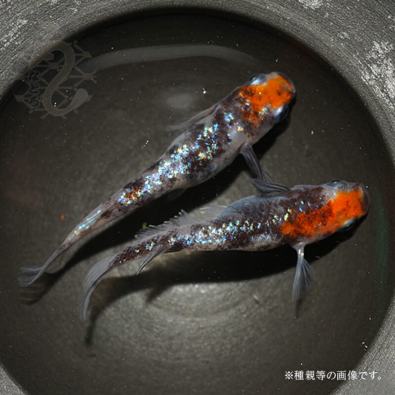 【西郷めだか】種親候補 雲州三色 5ペア＋α 洞メダカ雲州三色100匹 （選別外）