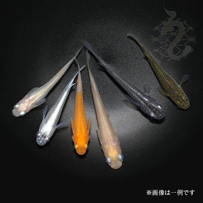 メダカの生体？ 通販では高いです 楽天市場】メダカ めだか GOD （ゴッド） 1ペア ペット 観賞魚
