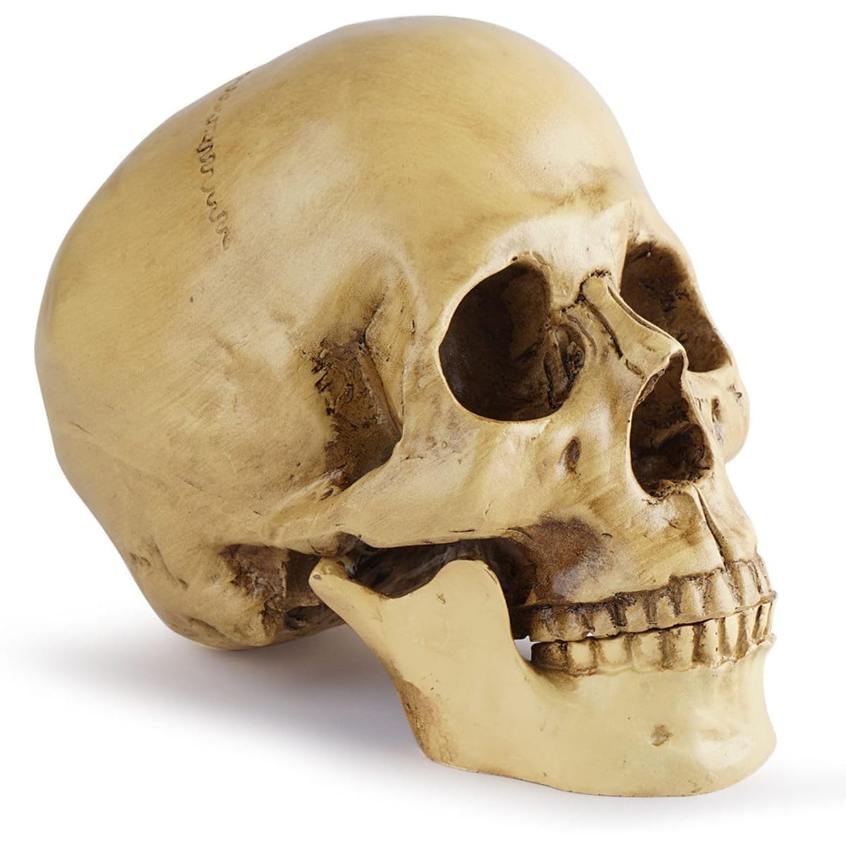 髑髏 頭蓋骨 の置き物 骨董品 陶器製？ 楽天市場】スカル ガーデン ポット ドクロ プランター 植木鉢