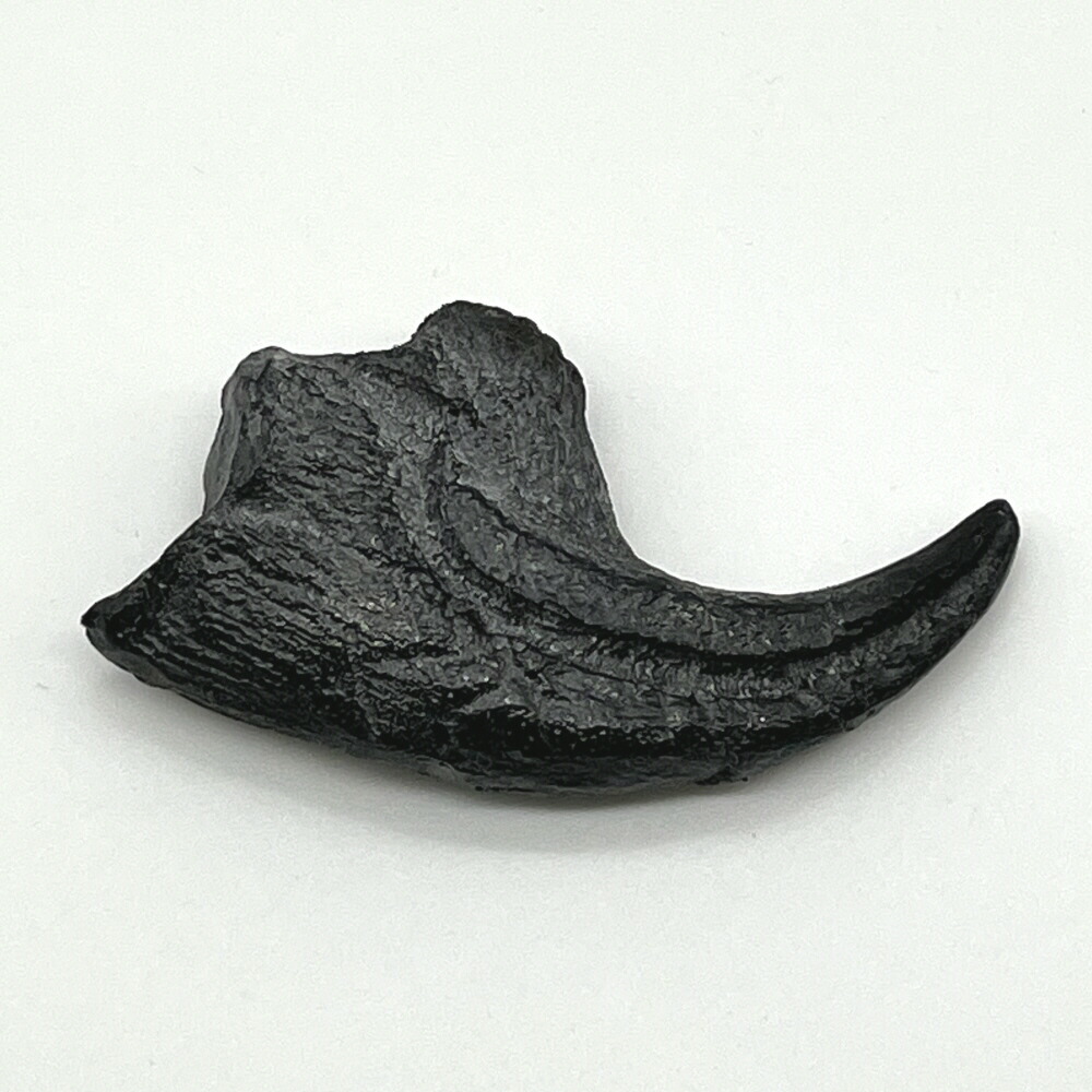 恐竜　化石　アロサウルス　鉤爪　レプリカ　1点のみ 楽天市場】アロサウルスの鉤爪 化石レプリカ 複製 : キッズ