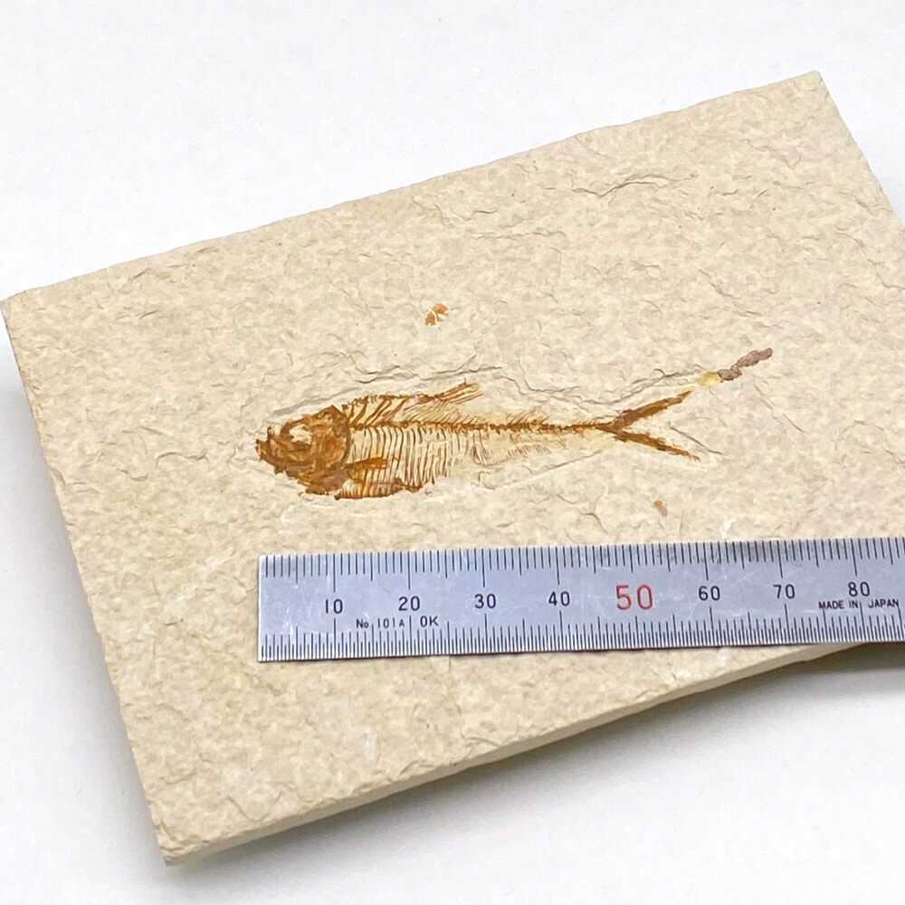 楽天市場 魚の化石 ｕｎｄｉｇｉｔａｌ科学博物店