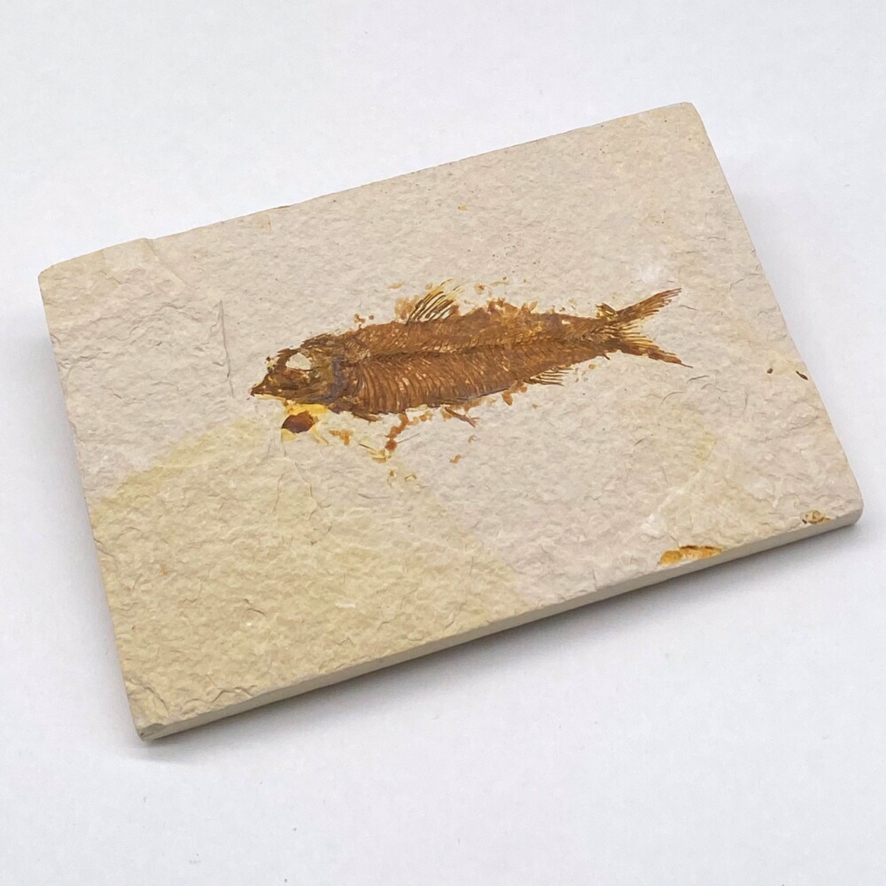 楽天市場 魚の化石 ｕｎｄｉｇｉｔａｌ科学博物店