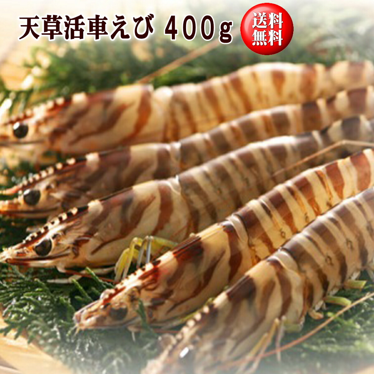 天草活車えび400ｇ【送料無料】　ギフト　天草産　熊本　車海老　車エビ　車えび　のし対応　贈り物　贈答　丸健水産　お中元　お歳暮　父の日　敬老の日