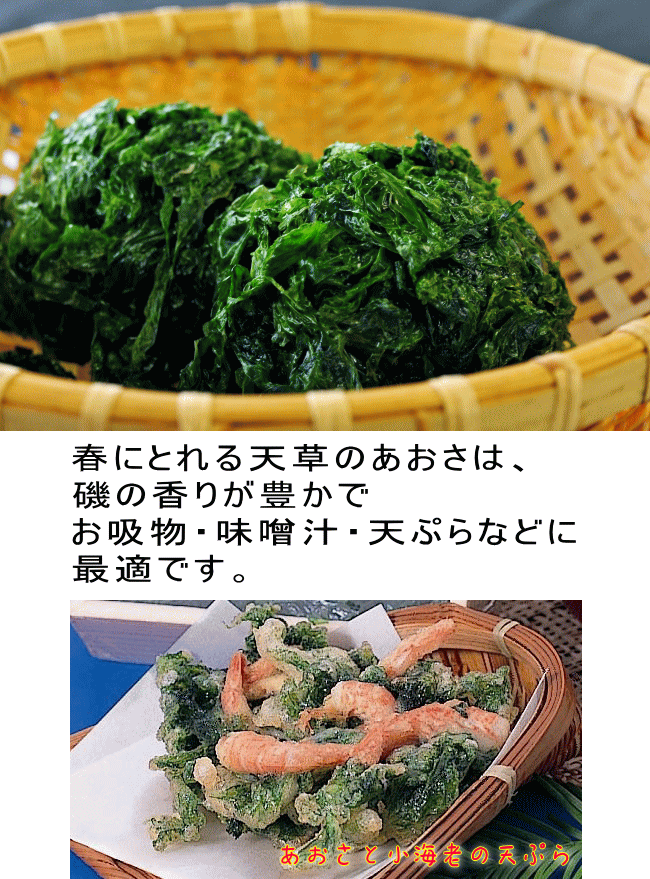 楽天市場 天草産 生あおさのり 青さのり 100g 国産 九州 熊本 あおさ 青さ アオサ 海藻 天草生うに本舗丸健水産