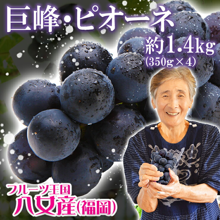 葡萄 ぶどう ブドウ 約1.4kg 350g×4パック 巨峰 ピオーネ 先行予約 透過式光センサー選別 一部地域送料無料 産地直送 八女の葡萄 果物 フルーツ 九州産 【2024年7月下旬より順次発送予定】