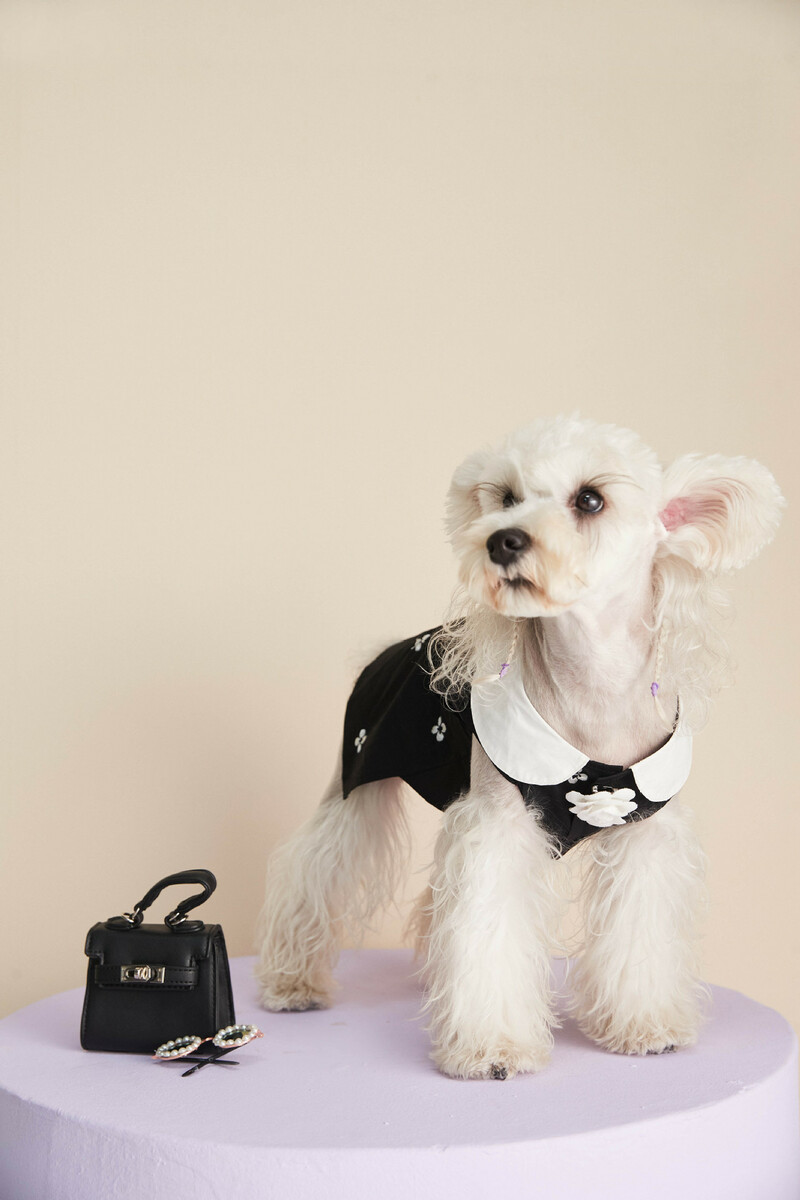 おしゃれ Uofeshop 翌日発送 犬服 高級 ワンピース ノースリーブ 夏春 ペット服 ベスト 子犬服 犬猫女子犬 コスチューム服 ドッグウェア 洋服 猫服 通気 お姫様 ペットウェア 可愛い 日焼き防ぐ 通気性 柔らかい 小型犬 中型犬 記念撮影 お出かけ 部屋着 抜け毛防止 散歩 おしゃれ Uofeshop 翌日発送 犬服 高級 ワンピース ノースリーブ 夏春 ペット服 ベスト 子犬服 犬猫女子犬 コスチューム服 ドッグウェア 洋服 猫服 通気 お姫様 ペットウェア 可愛い 日焼き防ぐ 通気性 柔らかい 小型犬 中型犬 記念撮影 お出かけ 部屋着 抜け毛防止 散歩