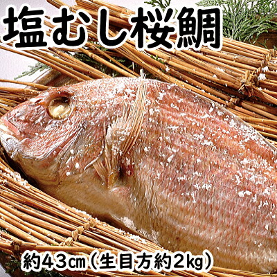 塩むし桜鯛 【生目方2キロ】 敬老の日 鯛 真鯛 桜鯛 おくいぞめ お食い初め おたべはじめ ギフト 贈物 お歳暮  たい タイ 無添加  国産 天然 鯛めし マダイ 天然 丸ごと１匹 天然鯛