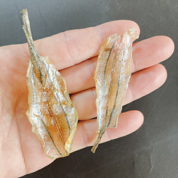 市場 送料無料 瀬戸内 たいらぎ貝の貝柱粕漬と焼きさより詰合せ 珍味 ままかり酢漬け ママカリ