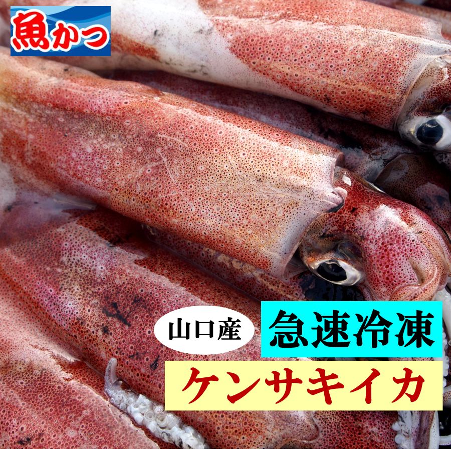 良好品 送料無料 ケンサキイカ 丸冷凍お取り寄せグルメ 刺身イカ刺し いか 塩辛 剣先烏賊イカ 刺身 とれたて 剣先イカシロイカ 刺し身活 イカ 漁港直送 ソーメンお刺身 約900ｇ 5 6人前いかさし 高級 山口県産 アカイカさしみ 旬
