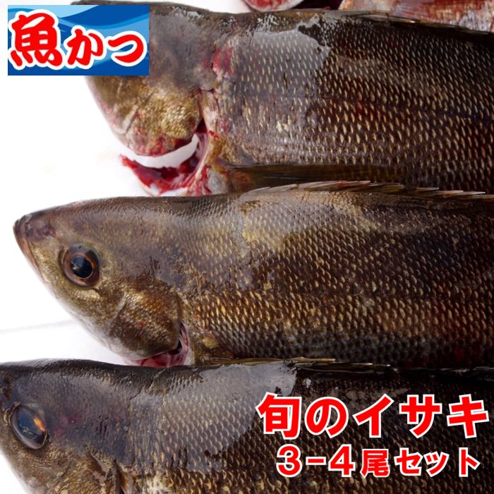 楽天市場 送料無料 刺身用山口県産イサキ１ ２ｋｇ ３尾 セット手巻き寿司 ネタ鮮魚 下処理 山口県産海鮮広場 魚かつ