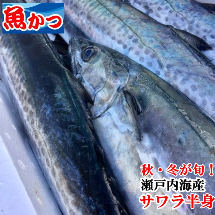 楽天市場 サワラ 鰆 サゴシ 約２キロサイズ 寒鰆 出世魚 新鮮魚宇丸