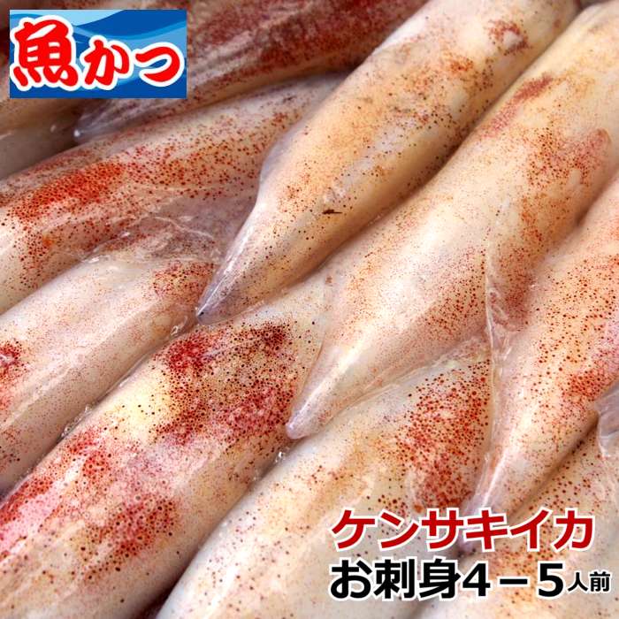 楽天市場 21年新物a級 白イカ 2kg 送料無料 刺身ok アニサキス処理済 しろいか シロイカ生 シロイカ刺身 イカ イカ沖漬け しろいか生 しろいか刺身 白いか 白烏賊 シロイカ 剣先いか 剣先イカ ケンサキイカ 冷凍 干物にも 生白いか 生白イカ 鮮魚てらかわ 楽天市場店