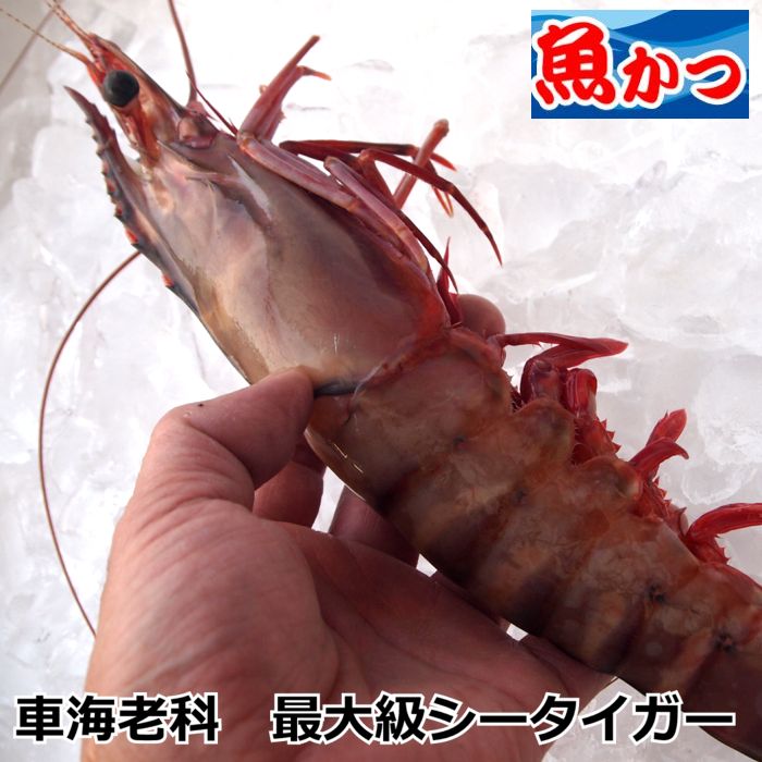 楽天市場 ジャンボ有頭シータイガー海老 24 27cm 尾程 12尾 ワンフローズン 特正