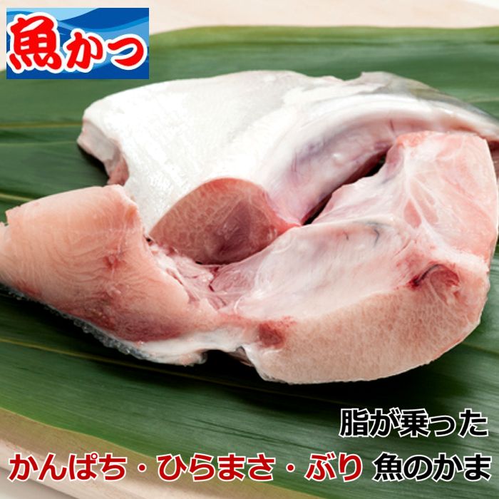 【楽天市場】ブリ ヒラマサ カンパチ かま冷凍 大サイズ 5-7個入約1ｋｇ 冷凍 魚ブリ カンパチ ヒラマサ脂が乗った かま 混合魚 焼き魚 ぶり カマかんぱち カマひらまさ カマ 希少部位 魚 切り身大容量　ボリュームたっぷり：山口県産海鮮広場　魚かつ