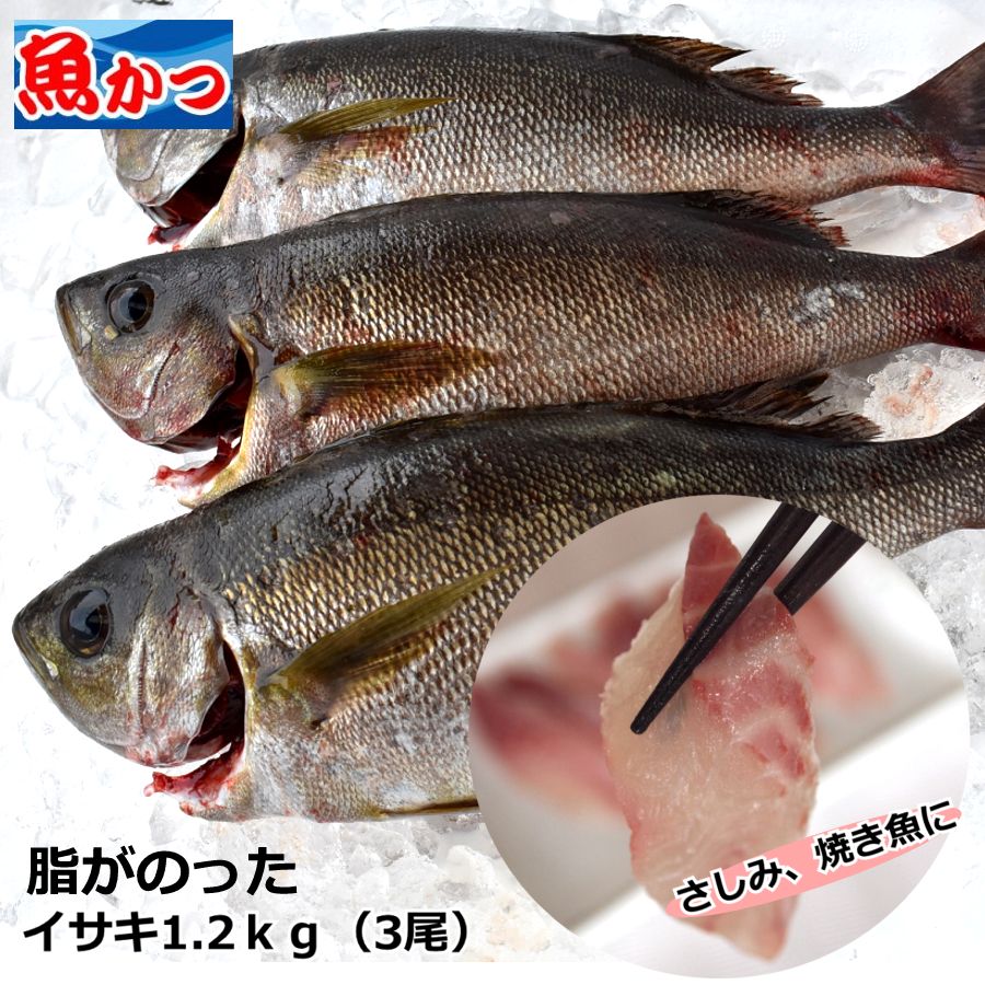 楽天市場 山口県産 アカエイあかえい ひれ 切り身エイ 約500ｇえいひれコラーゲンたっぷり 魚赤エイひれ煮付け 唐揚げ 刺身にお取り寄せグルメ えい 山口県産海鮮広場 魚かつ