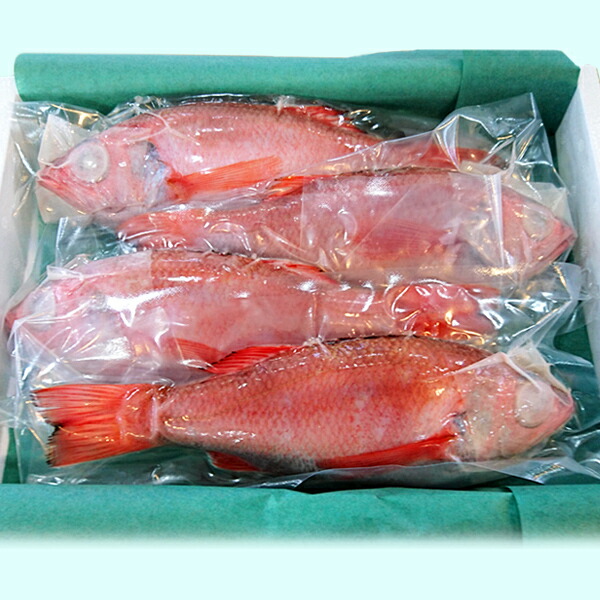 【送料無料】のどぐろ新潟・日本海産ノドグロ800g以上・3尾(生冷凍)