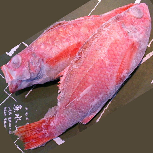 【送料無料】のどぐろ新潟・日本海産ノドグロ800g以上・3尾(生冷凍)