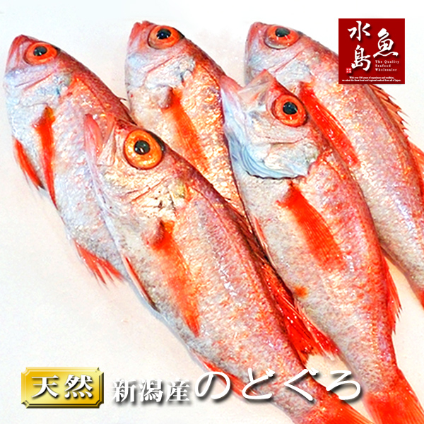 アイボリー×レッド 魚水島 新潟・佐渡産 天然 あんこう アンコウ 一匹