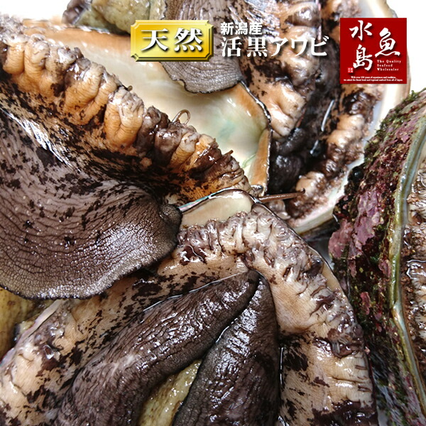 楽天市場】【送料無料】新潟産 天然 活「黒アワビ」あわび 1kg