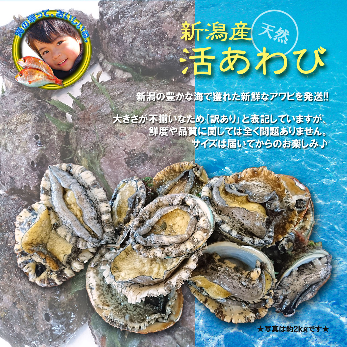 楽天市場 新潟県産 天然 活アワビ あわび 500g 訳あり 日本海の幸 新潟 魚水島