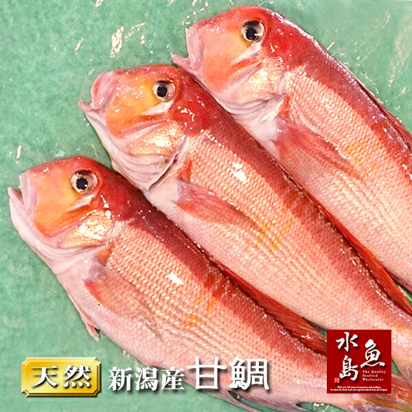 新潟産 天然 甘鯛 アマダイ（グジ）400～499g・3尾（生冷凍）