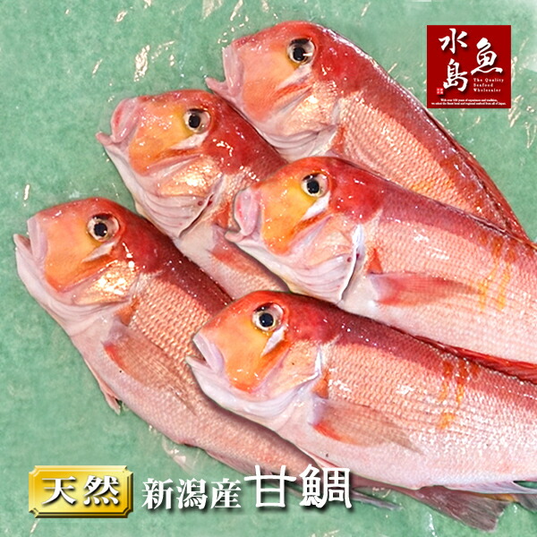 新潟産 天然 甘鯛 アマダイ（グジ）200～299g・5尾（生冷凍）