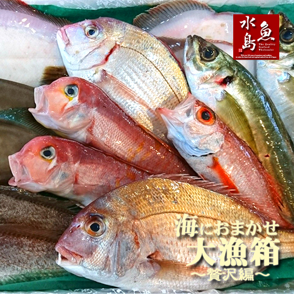 トレフォイル 魚水島 天然ヒラメ 平目 日本海産 3.5?3.9キロ物 - 通販