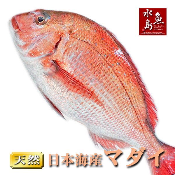 楽天市場 送料無料 天然真鯛 マダイ 桜鯛 日本海産 3 5 3 9キロ物 日本海の幸 新潟 魚水島