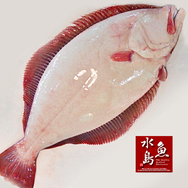 天然ヒラメ平目日本海産2.5〜2.9キロ物