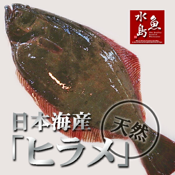 天然ヒラメ平目日本海産2.5〜2.9キロ物