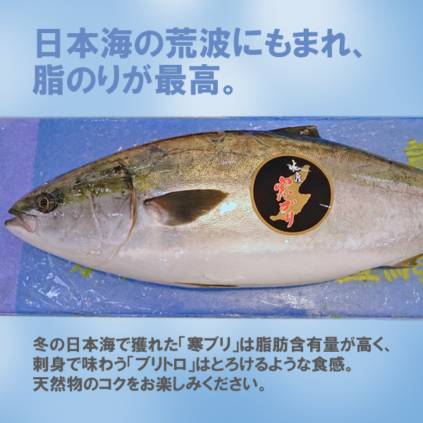 楽天市場 新潟 佐度産 天然 鰤 寒ブリ 佐渡 寒ぶり 3 0kg 3 9kg 一尾丸もの 日本海の幸 新潟 魚水島