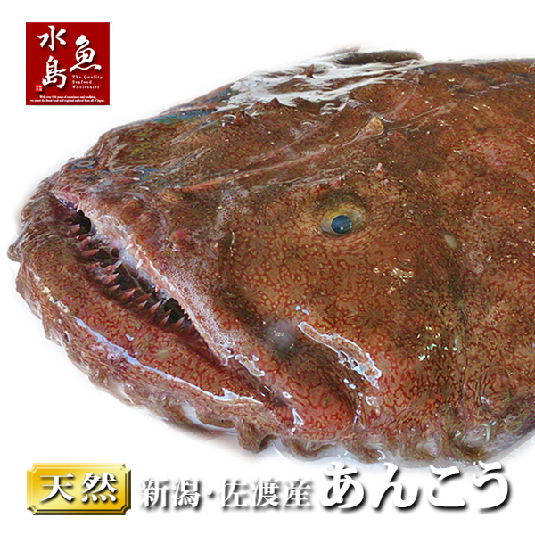 楽天市場 送料無料 新潟 佐渡産 天然 あんこう アンコウ 一匹丸もの 3kg以上 日本海の幸 新潟 魚水島
