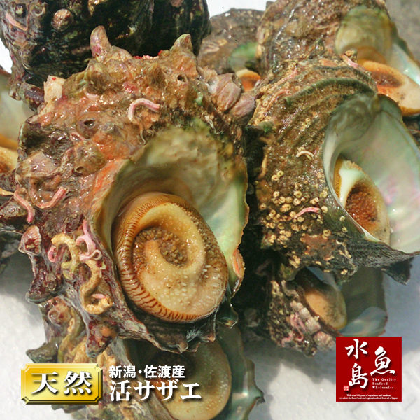 楽天市場】【送料無料】「あわび&さざえセット」 新潟産 天然 活