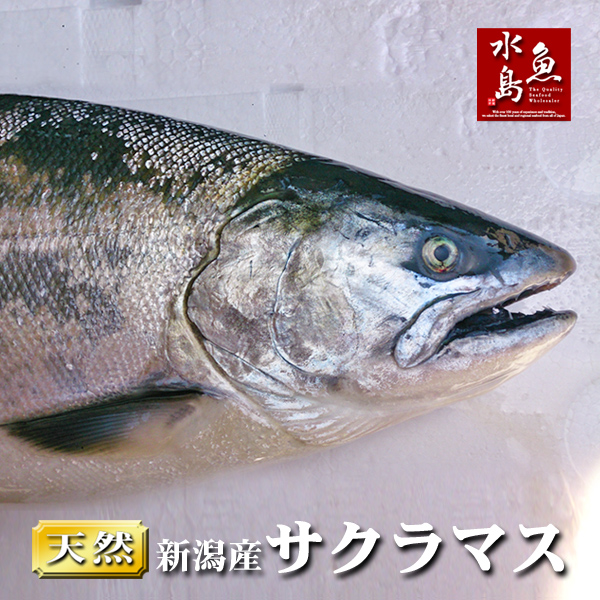 【送料無料】新潟県産 天然サクラマス 本鱒 生一尾 2.0〜2.4kg