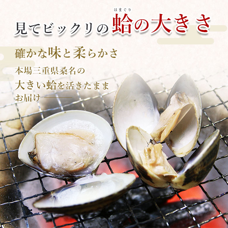 はまぐり 国設定 生れ乍ら でっかい 特大の混交 1kg 送料無料 天然はまぐり 国産活け蛤 手掘り蛤 桑名産 出生地直送 青柳 甲羅 シーフード スーヴェニア 焼き蛤 焼蛤 酒蒸し 魚介種類 活蛤 伊勢うどんでお知友の三重産 ひな祭り 食い道楽 お取り寄せ お取寄せ