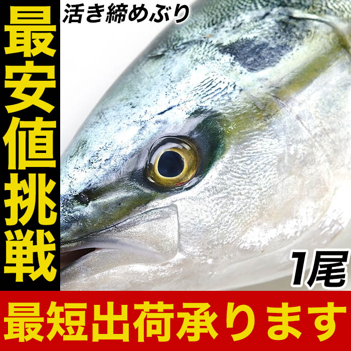 ぶり ブリ 鰤 寒ブリ 尾 約5 鹿児島 大分産 お刺身用 送料無料 嫁ぶり チルド ぶりしゃぶ ぶり照り 忘年会 お歳暮 おろし済み 贅沢グルメ 注意 北海道 沖縄は追加送料を997円加算し ご請求いたします お取り寄せ お試し ブリしゃぶ おかず セット Napierprison Com