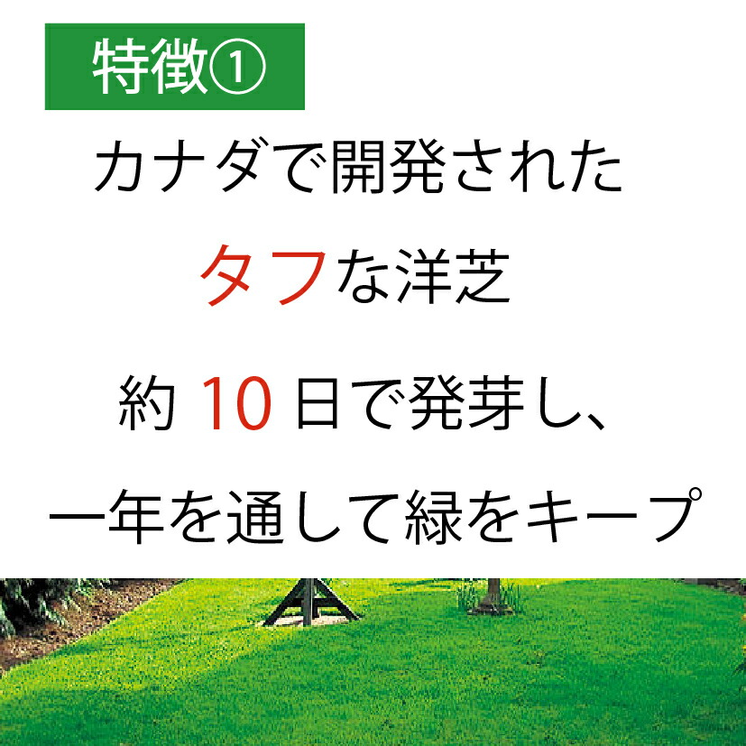 楽天市場 3袋組 芝生 種 混合 1袋 944g おすすめ 芝 全袋使用で密集の場合 推奨60平方メートル 最大270平方メートル 1袋あたり価格6160円 種まき Newカナダグリーン 天然芝生 緑芝 西洋芝 洋芝 ミックス 種子 ガーデングラス カリスマバイヤー輸入雑貨セレオリ