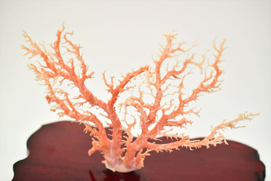 天然 ピンク珊瑚 原木 拝見 置物 台座付 日本近海産 約438g 台座含む 鑑別書付き 本珊瑚 天然さんご ピンクコーラル 出産祝い 安産のお守り 拝見物 珊瑚婚 39ショップ Monitor Systems Com