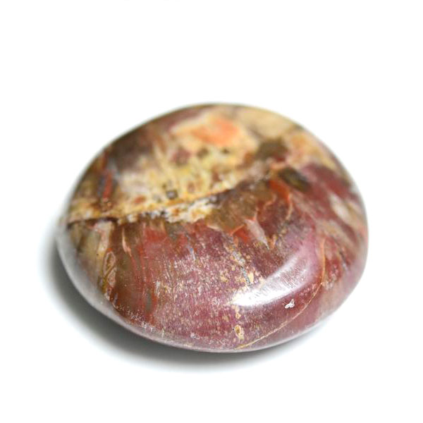 楽天市場】パームウッド フォッシルパームウッド【インドネシア産