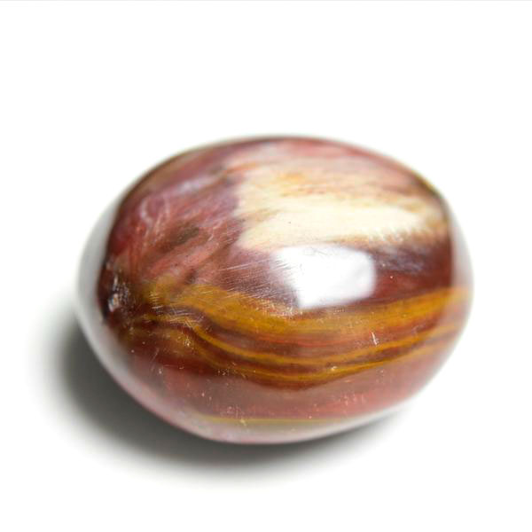 楽天市場】パームウッド フォッシルパームウッド【インドネシア産