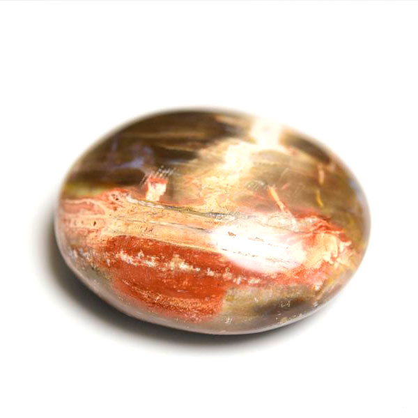 楽天市場】パームウッド フォッシルパームウッド【インドネシア産