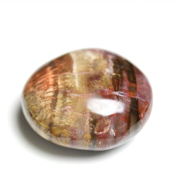 楽天市場】パームウッド フォッシルパームウッド【インドネシア産