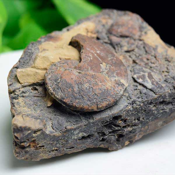 アンモナイト 化石 原石 メノウ化 方解石化<br>【モロッコ産】【約340g】<br>ammonite｜morocco｜化石｜原石｜モロッコ｜フォッシル｜カルサイト｜アゲートアンモナイト｜天然石｜パワーストーン ■39ショップ■45