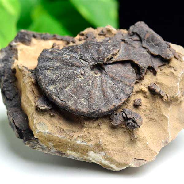 アンモナイト 化石 原石 メノウ化 方解石化<br>【モロッコ産】【約382g】<br>ammonite｜morocco｜化石｜原石｜モロッコ｜フォッシル｜カルサイト｜アゲートアンモナイト｜天然石｜パワーストーン ■39ショップ■45