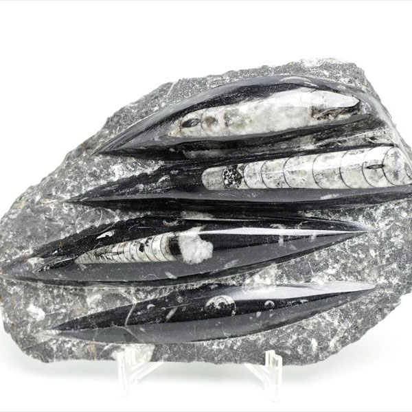 オルソセラス 直角貝 化石 プレート <br>簡易イーゼルスタンド付き <br>【モロッコ産】【約915g】<br>オルソセラス｜Orthoceras｜化石｜原石｜モロッコ｜フォッシル｜天然石｜パワーストーン ■39ショップ■