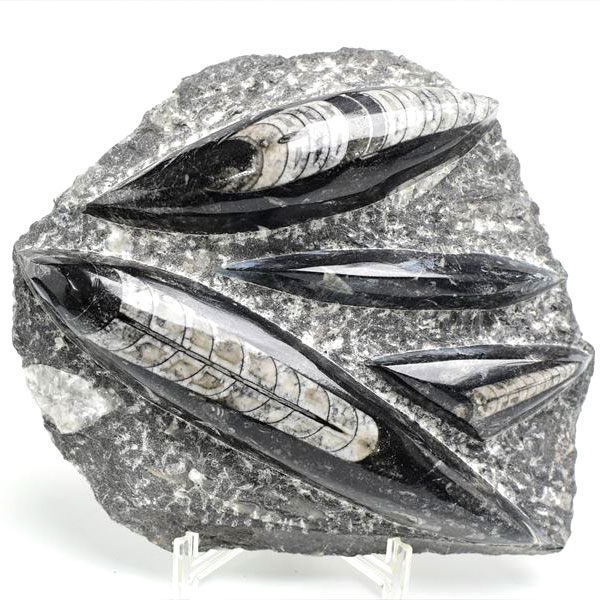 オルソセラス 直角貝 化石 プレート <br>簡易イーゼルスタンド付き <br>【モロッコ産】【約1480g】<br>オルソセラス｜Orthoceras｜化石｜原石｜モロッコ｜フォッシル｜天然石｜パワーストーン ■39ショップ■